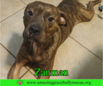 Small #3 Bulldog Mix