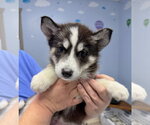 Small Siberian Husky