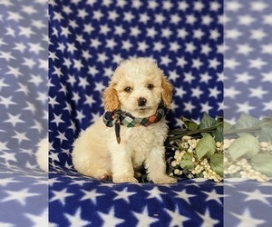 Cock-A-Poo Puppy for sale in NOTTINGHAM, PA, USA