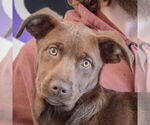 Small #4 Chocolate Labrador retriever-German Shepherd Dog Mix