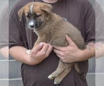 Small #1 Golden Shepherd