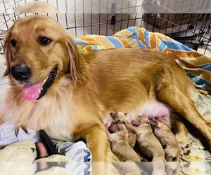 Mother of the Golden Retriever puppies born on 11/03/2022