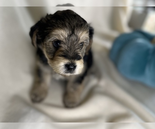 Medium Photo #7 YorkiePoo Puppy For Sale in ROCK HILL, SC, USA