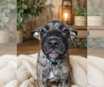 Small #2 German Shepherd Dog Mix