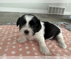 Shih Tzu Puppy for sale in PRESTON, ID, USA