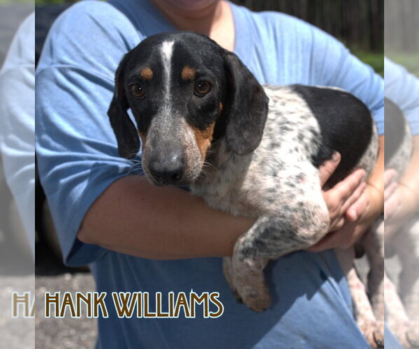 Medium Photo #11 Dachshund Puppy For Sale in San Antonio, TX, USA
