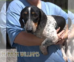 Small #10 Dachshund