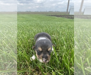 Pembroke Welsh Corgi Puppy for sale in ARTHUR, IL, USA
