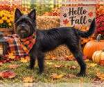 Small Photo #2 Mutt Puppy For Sale in Yardley, PA, USA