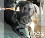 Small Photo #4 Labrador Retriever-Unknown Mix Puppy For Sale in Washington, DC, USA