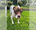 Small #3 Mutt