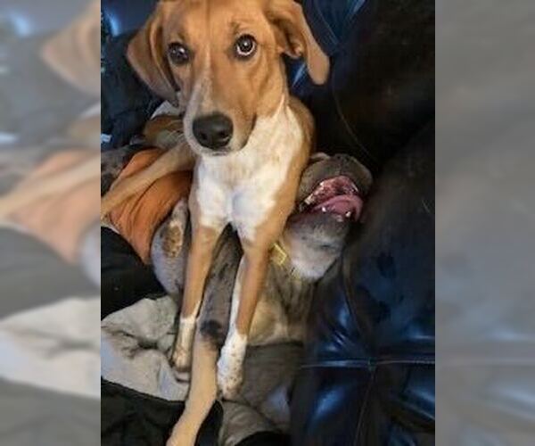 Medium Photo #8 Mutt Puppy For Sale in Silver Spring, MD, USA