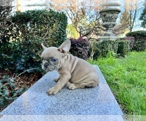 Medium Photo #181 French Bulldog Puppy For Sale in HAYWARD, CA, USA