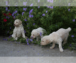 Small Photo #10 Poodle (Standard) Puppy For Sale in COLUMBUS, NE, USA