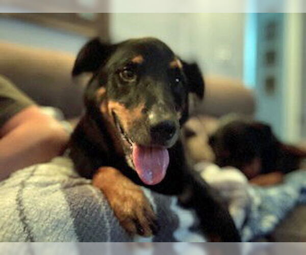 Medium Photo #9 Rottweiler-Unknown Mix Puppy For Sale in White Hall, AR, USA