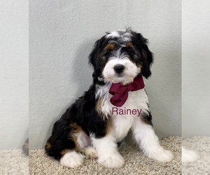 Miniature Bernedoodle Puppy for sale in MILLERSBURG, OH, USA