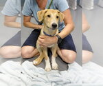 Small #1 Collie Mix