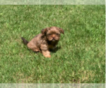 Small Photo #14 Shorkie Tzu Puppy For Sale in EDMOND, OK, USA