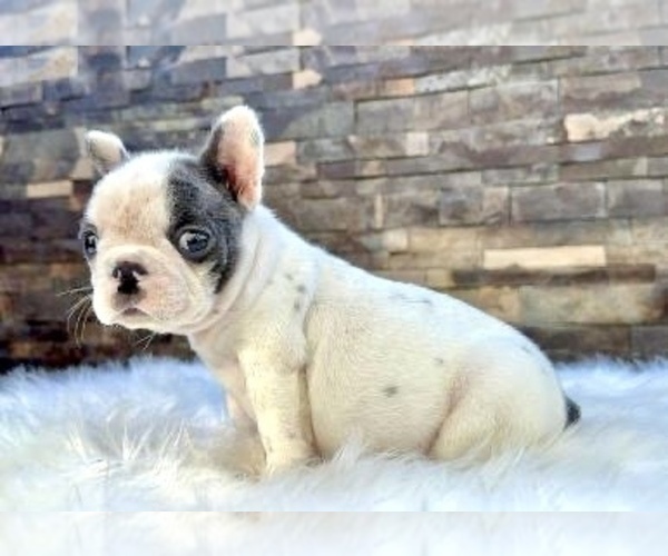 Medium Photo #2 French Bulldog Puppy For Sale in LOUISVILLE, KY, USA