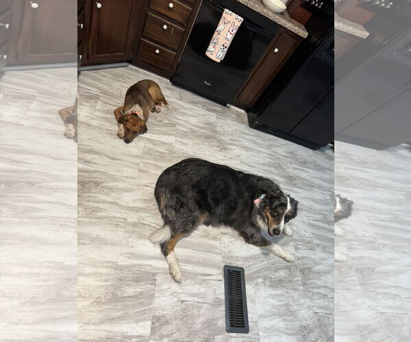 Medium Photo #3 Mutt Puppy For Sale in Fenton, MO, USA