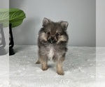 Small Photo #6 Pomeranian Puppy For Sale in FRANKLIN, IN, USA