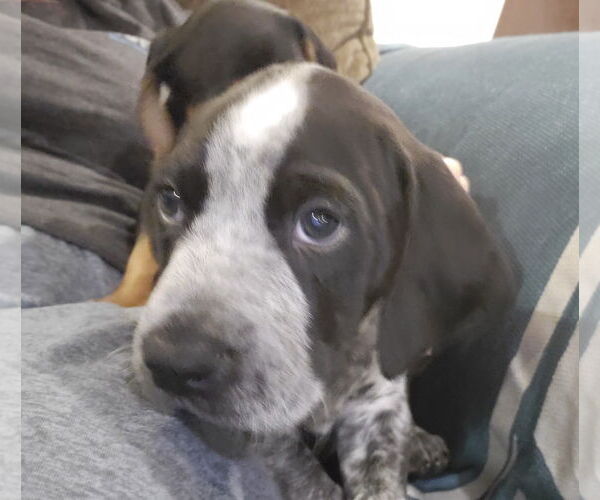 Medium Photo #4 Beagle-Spaniel Mix Puppy For Sale in Pottstown, PA, USA