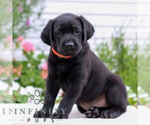 Labrador Retriever Puppy for sale in JONESTOWN, PA, USA