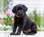 Small Labrador Retriever