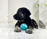 Small #4 Golden Shepherd