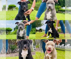 American Bully Puppy for sale in MYRTLE BEACH, SC, USA