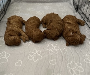 Poodle (Toy) Litter for sale in BEAUMONT, CA, USA