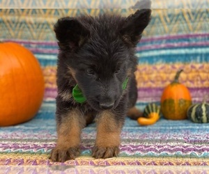 German Shepherd Dog Puppy for sale in LANCASTER, PA, USA