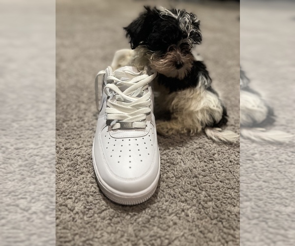 Medium Photo #19 Maltipoo Puppy For Sale in BRIDGEPORT, CT, USA