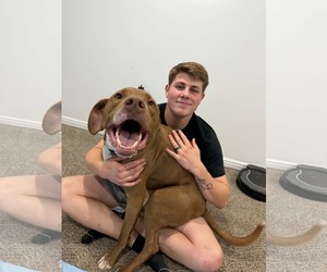 Spatula - Male Mutt Dog for Adoption - Photo #16