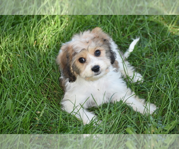 Medium Photo #4 Cavachon Puppy For Sale in ELDORADO, OH, USA