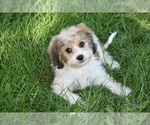 Small #3 Cavachon
