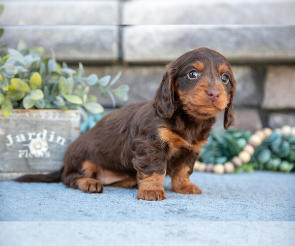 Medium Photo #3 Dachshund Puppy For Sale in SUGARCREEK, OH, USA