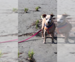 Small #2 Chiweenie