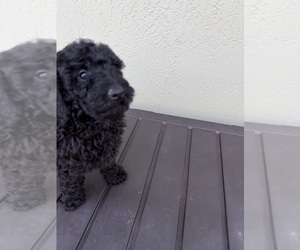 Medium Poodle (Miniature)