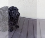 Puppy Black male Poodle (Miniature)