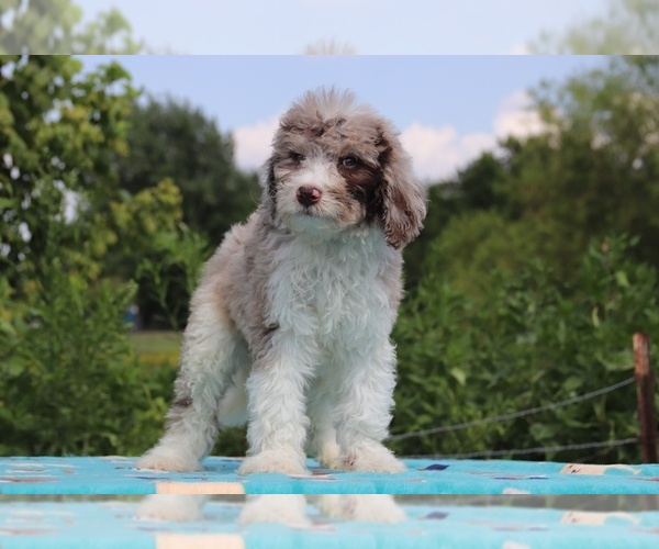 Medium Photo #3 Aussiedoodle Puppy For Sale in UNION CITY, TN, USA