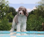 Small Photo #3 Aussiedoodle Puppy For Sale in UNION CITY, TN, USA