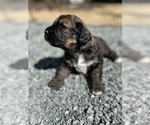 Small Photo #2 Bernedoodle Puppy For Sale in GRAHAM, NC, USA