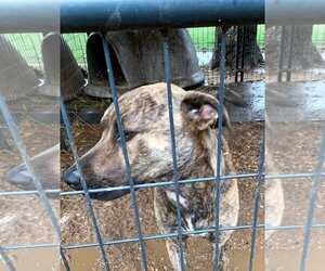 Hoss - Male Catahoula Leopard Dog-Plott Hound Mix Dog for Adoption - Photo #2