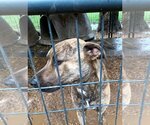 Small #1 Catahoula Leopard Dog-Plott Hound Mix