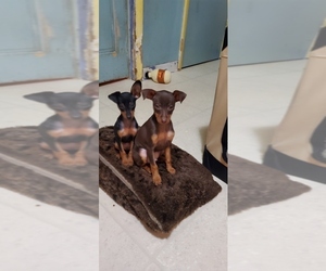 Miniature Pinscher Puppy for sale in MUNHALL, PA, USA