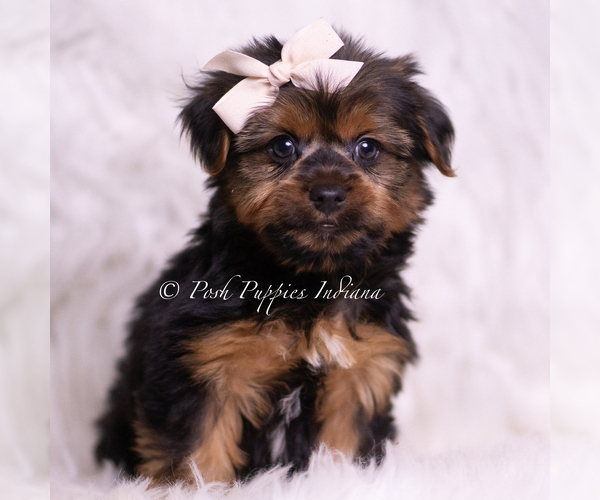 Medium Photo #6 Yorkshire Terrier Puppy For Sale in WARSAW, IN, USA