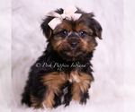 Small #4 Yorkshire Terrier