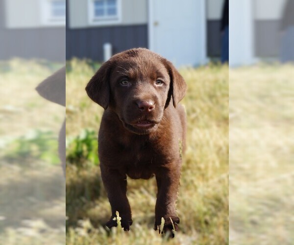 Medium Photo #7 Labrador Retriever Puppy For Sale in SOUTH WAYNE, WI, USA