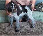 Small Photo #1 German Wirehaired Pointer Puppy For Sale in BOW, WA, USA